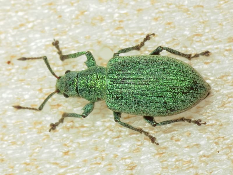 Phyllobius thalassinus Gyllenhal, 1834